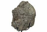 Fossil Hadrosaur Caudal Vertebra w/ Metal Stand - Texas #250280-1